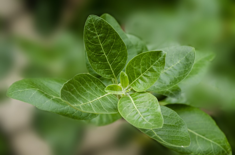 Picture of a mature ashwagandha plant